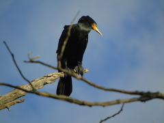 Phalacrocorax carbo
