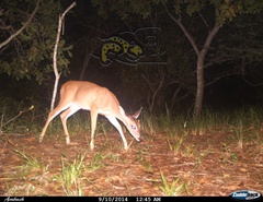 Odocoileus virginianus sinaloae
