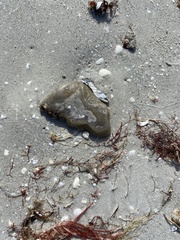 Aplidium stellatum