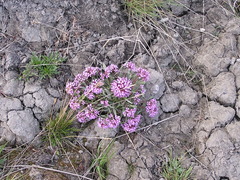 Erysimum pallasii