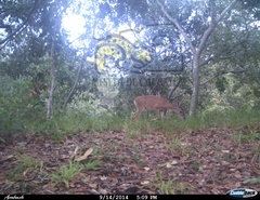 Odocoileus virginianus sinaloae