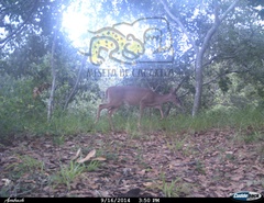 Odocoileus virginianus sinaloae