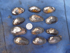 Pleurobema pyriforme