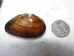 Pleurobema pyriforme