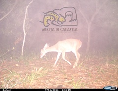 Odocoileus virginianus sinaloae