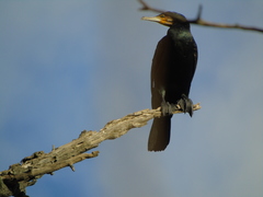 Phalacrocorax carbo