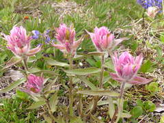 Castilleja elegans