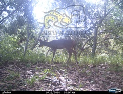 Odocoileus virginianus sinaloae