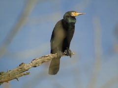 Phalacrocorax carbo