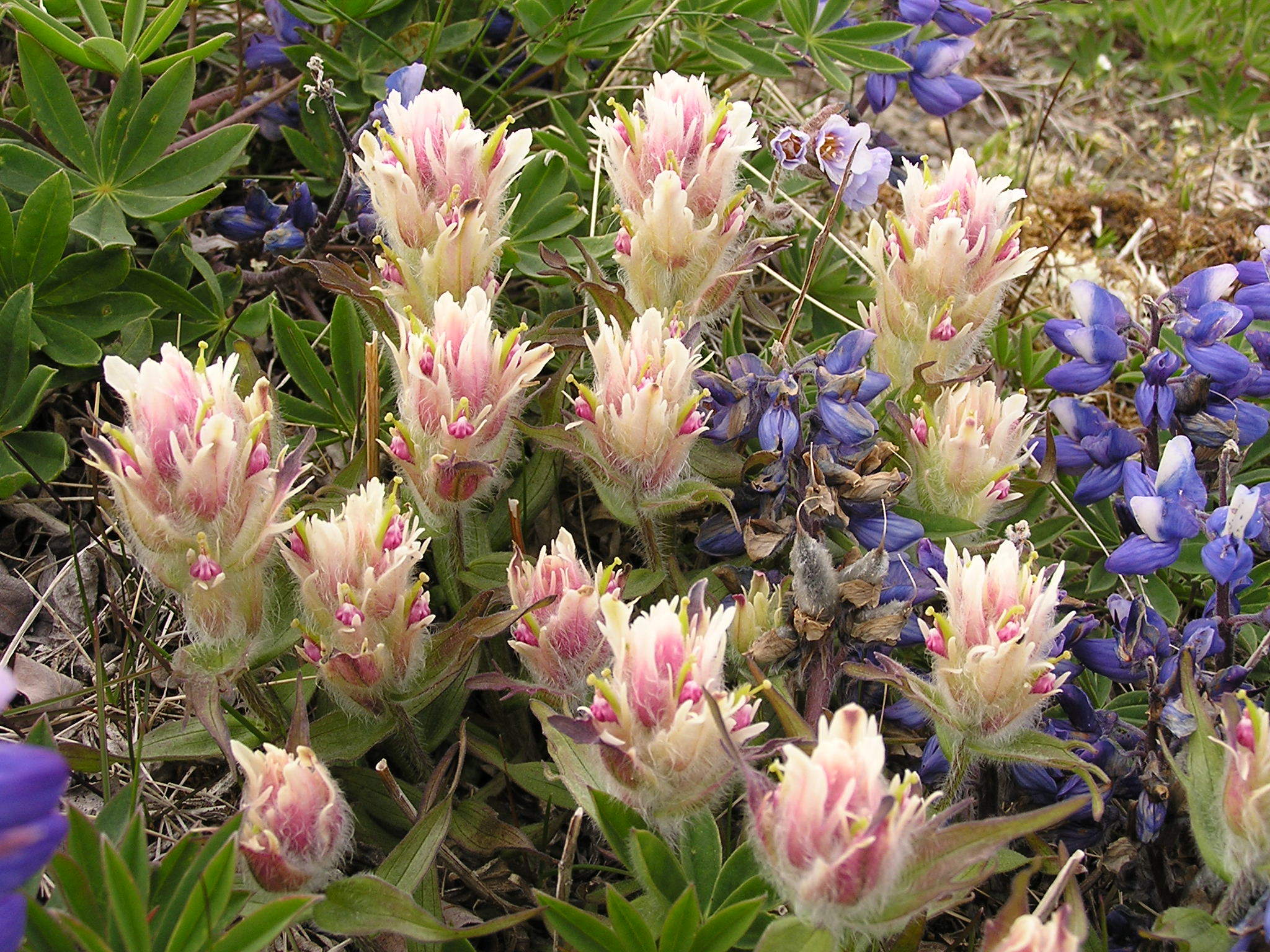 Castilleja elegans