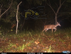 Odocoileus virginianus sinaloae