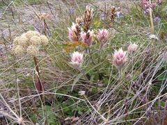 Castilleja elegans