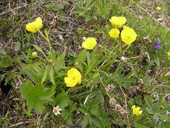 Ranunculus turneri