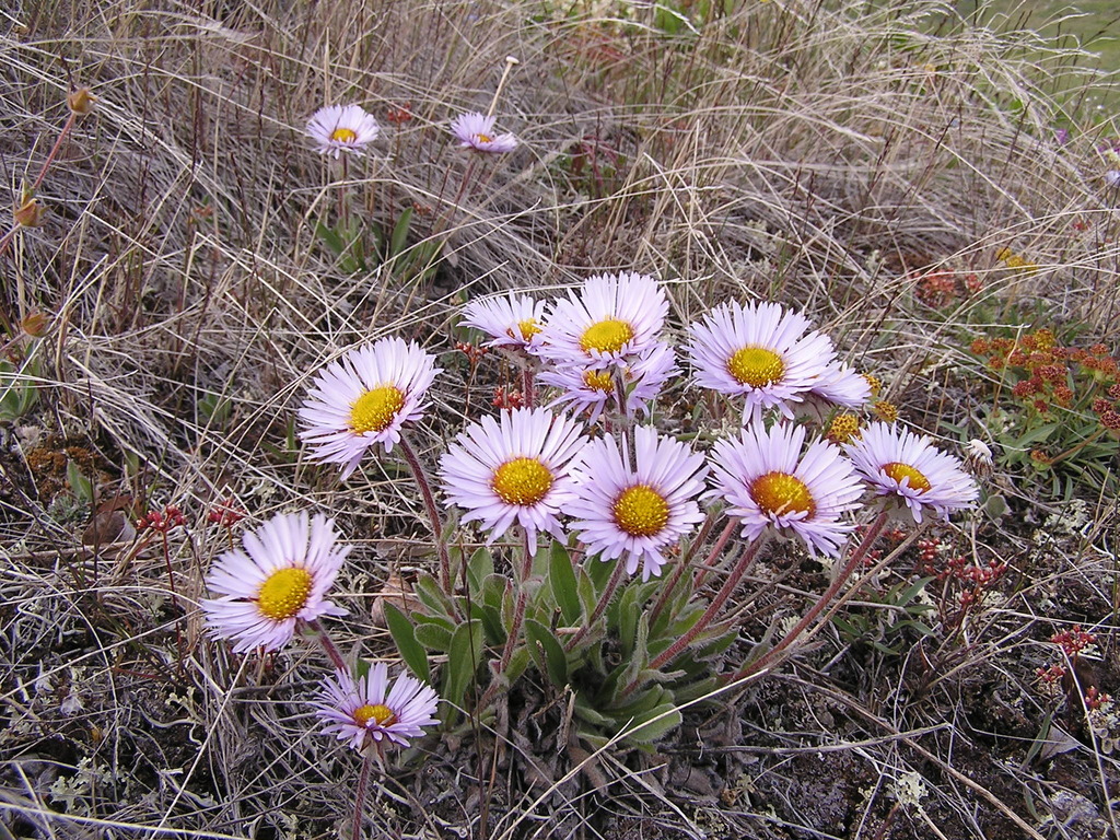 Porsild's fleabane