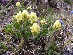 Oxytropis maydelliana