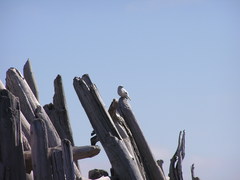 Plectrophenax hyperboreus