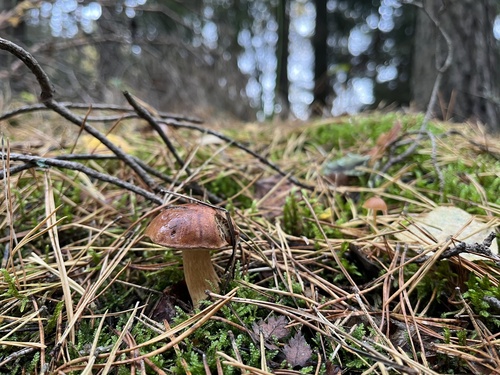 Podgrzybek brunatny