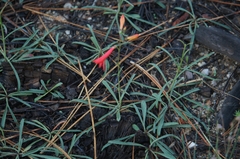 Penstemon labrosus