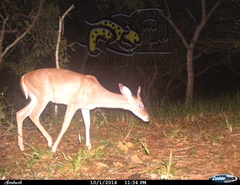 Odocoileus virginianus sinaloae