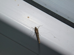 Ypsolopha ustella