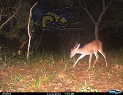 Odocoileus virginianus sinaloae