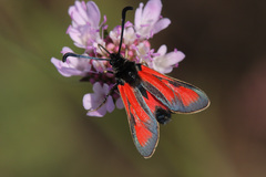 Zygaena punctum