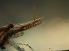 Caridina