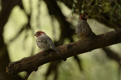 Amadina erythrocephala