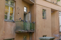 Columba livia domestica