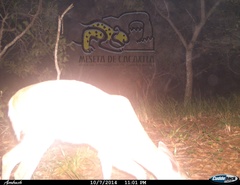 Odocoileus virginianus sinaloae