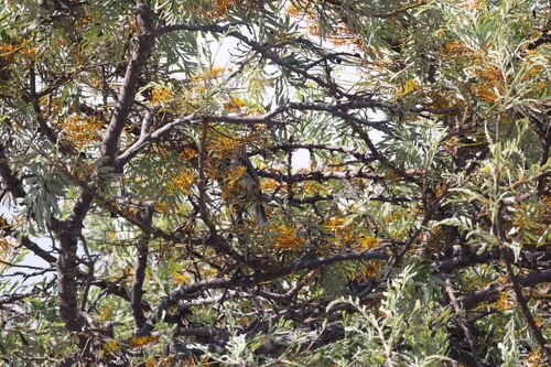 Grevillea robusta