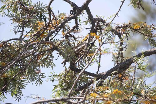 Grevillea robusta