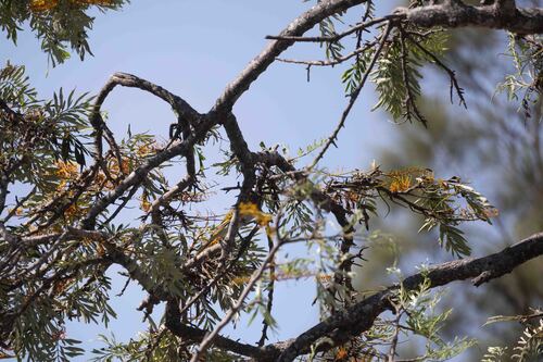 Grevillea robusta