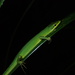 Sakishima Grass Lizard - Photo (c) orthoptera-jp, some rights reserved (CC BY-NC), uploaded by orthoptera-jp