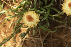 Helichrysum chionosphaerum
