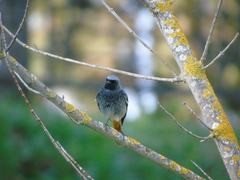 Phoenicurus ochruros