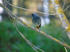 Phoenicurus ochruros