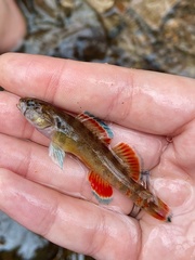 Etheostoma artesiae