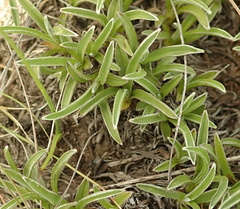 Helichrysum chionosphaerum