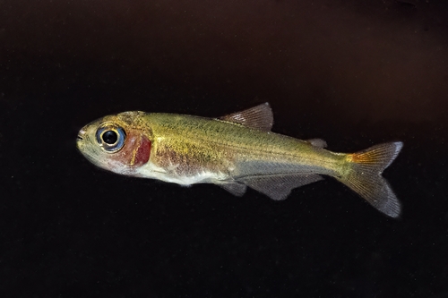 Giacopini's tetra (Bryconops giacopinii) — Iguanodectidae — 3