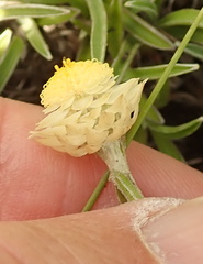 Helichrysum chionosphaerum