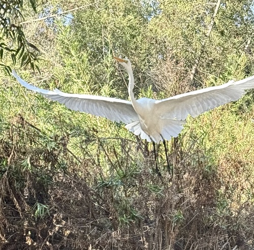 iNaturalist observation photo of Great Egret