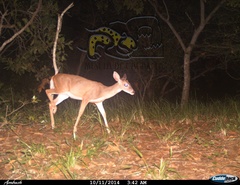 Odocoileus virginianus sinaloae