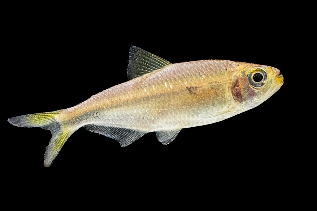 Inpa tetra (Bryconops inpai) — Iguanodectidae