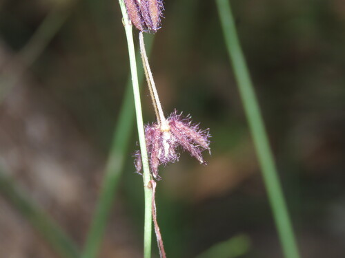 Brachystelma glabriflorum