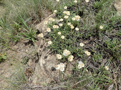 Helichrysum chionosphaerum