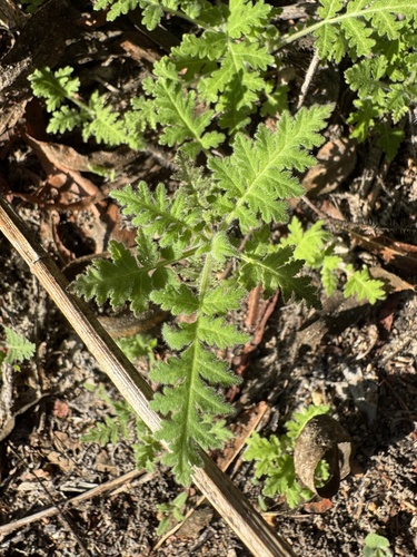 iNaturalist observation photo of branching phacelia