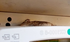 Tarentola mauritanica