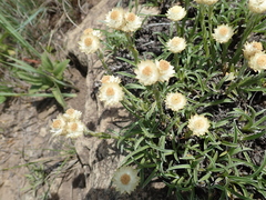 Helichrysum chionosphaerum