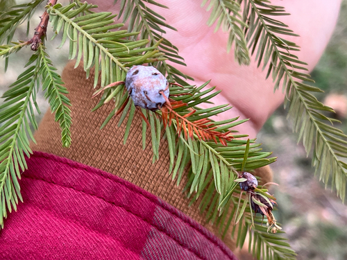 Unknown species found near Belle Isle Skills Area, Richmond, VA, US